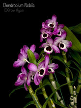 Load image into Gallery viewer, Dendrobium Nobile
