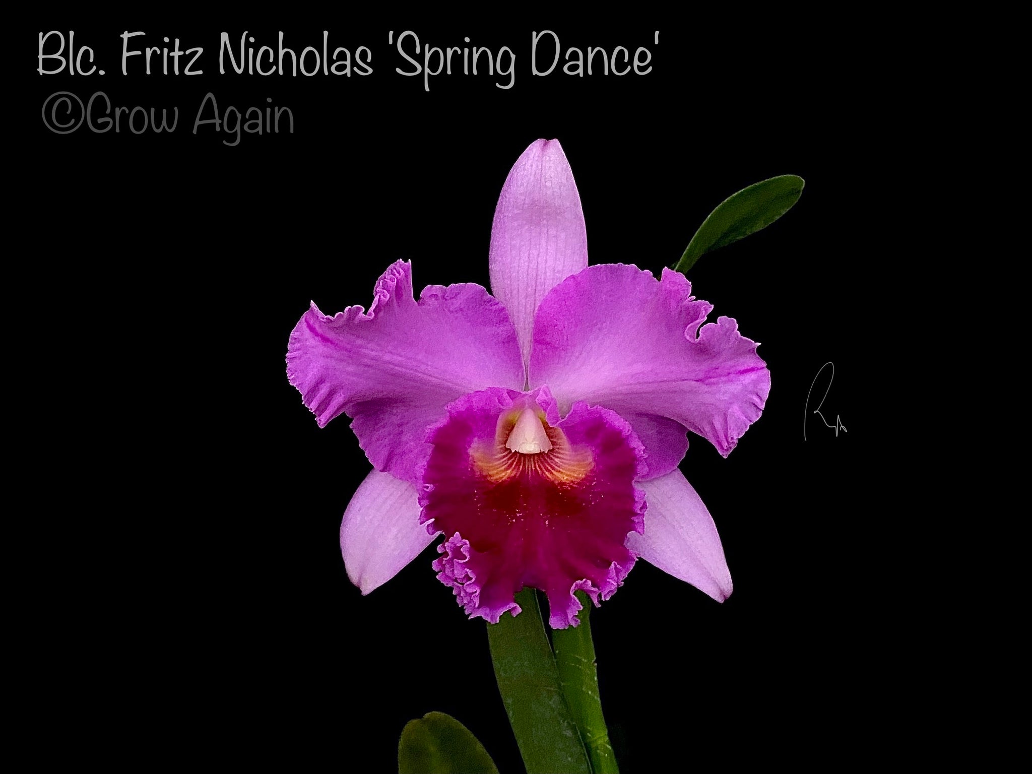 Blc. Fritz Nicholas 'Spring Dance' – Grow Again Orchids