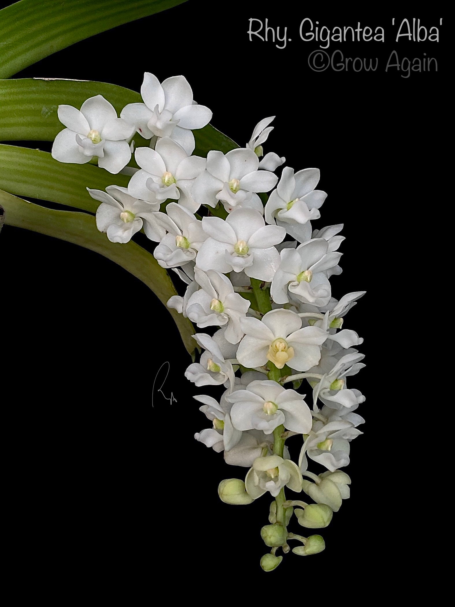 Rhynchostylis Gigantea 'Alba'