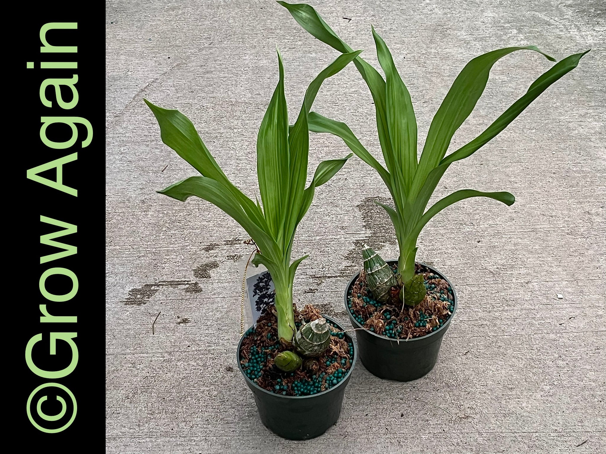 Ctsm. Fdk After Dark 'SVO Black Pearl' – Grow Again Orchids