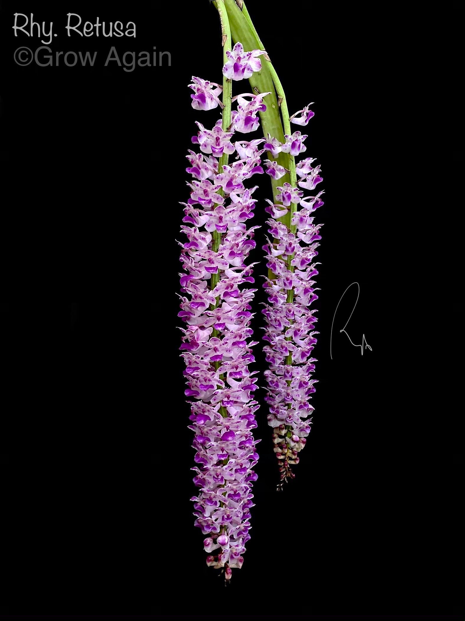 Rhy. Retusa
