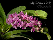 Load image into Gallery viewer, Rhy. Gigantea &#39;Pink&#39;
