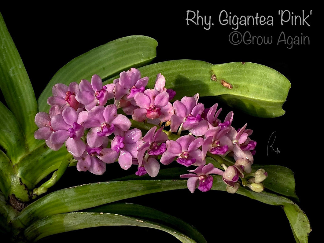 Rhy. Gigantea 'Pink'