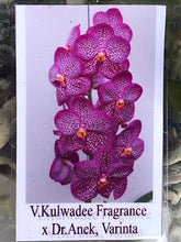 Load image into Gallery viewer, V. Kulwadee Fragrance x Dr. Anek, Varinta
