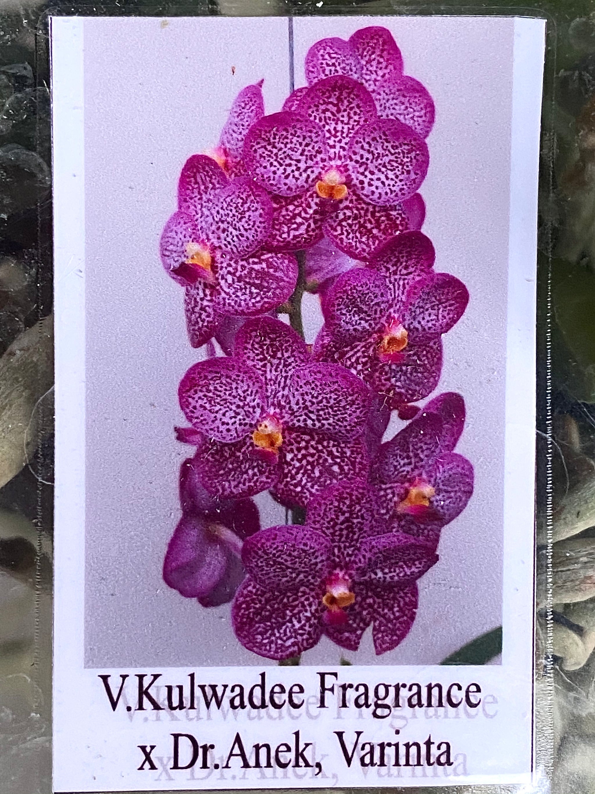 V. Kulwadee Fragrance x Dr. Anek, Varinta – Grow Again Orchids