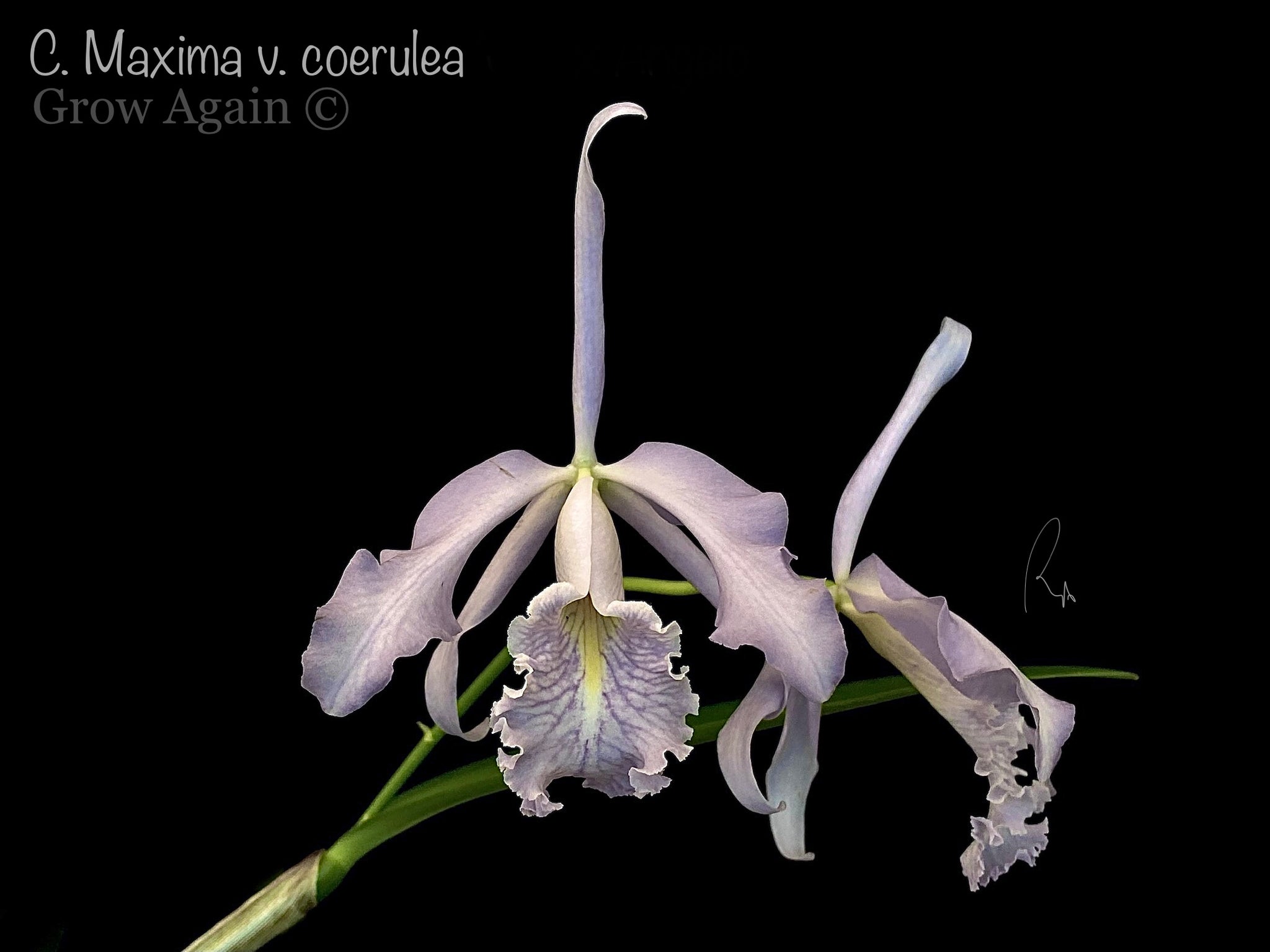 Cattleya Maxima var. coerulea (Stevie Ray Vaugham x sib Robert