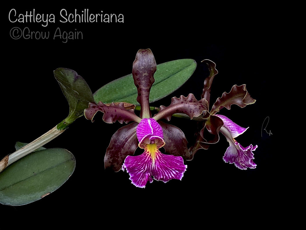 Cattleya Schilleriana
