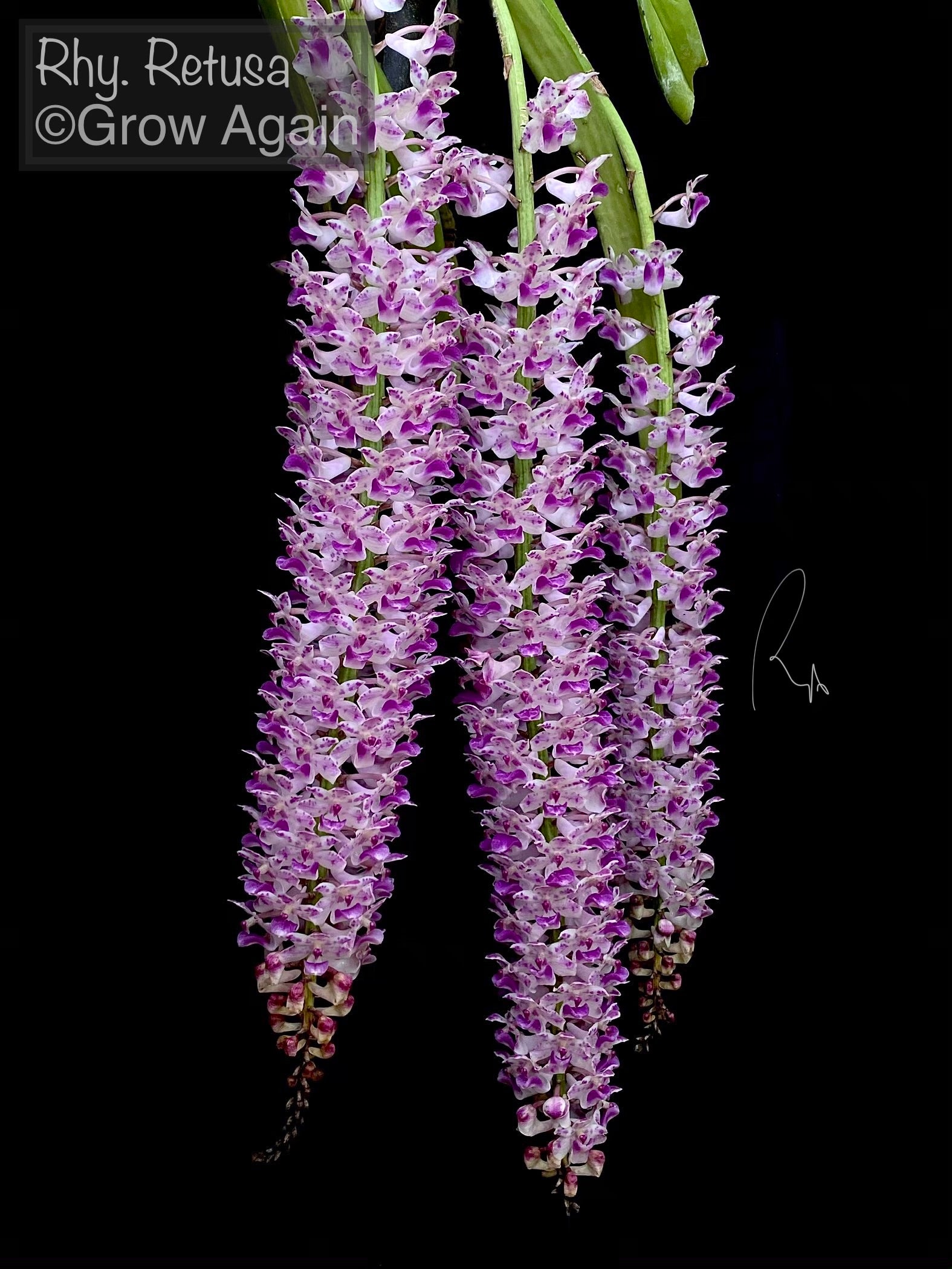 Rhy. Retusa – Grow Again Orchids