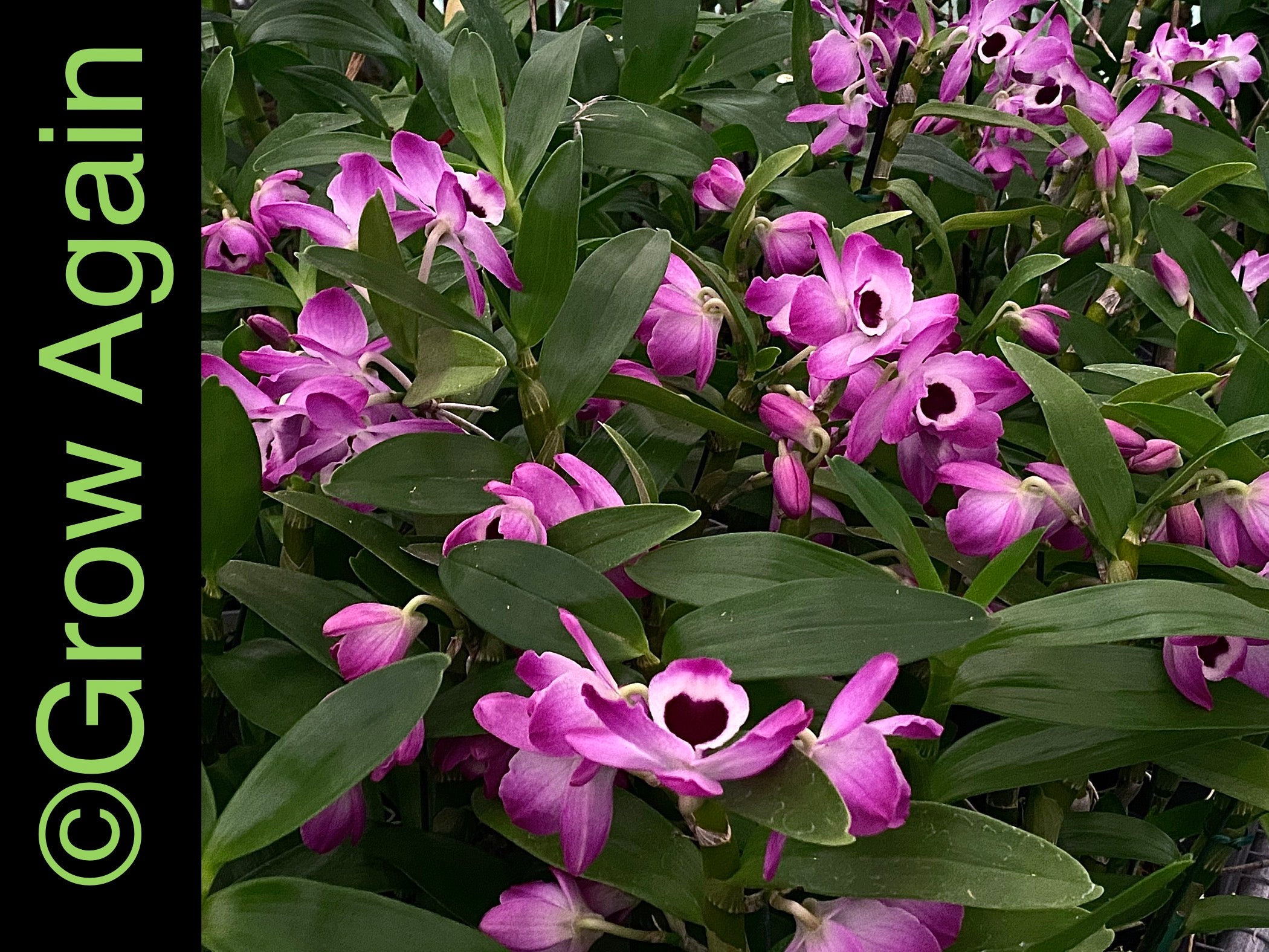 Dendrobium Nobile