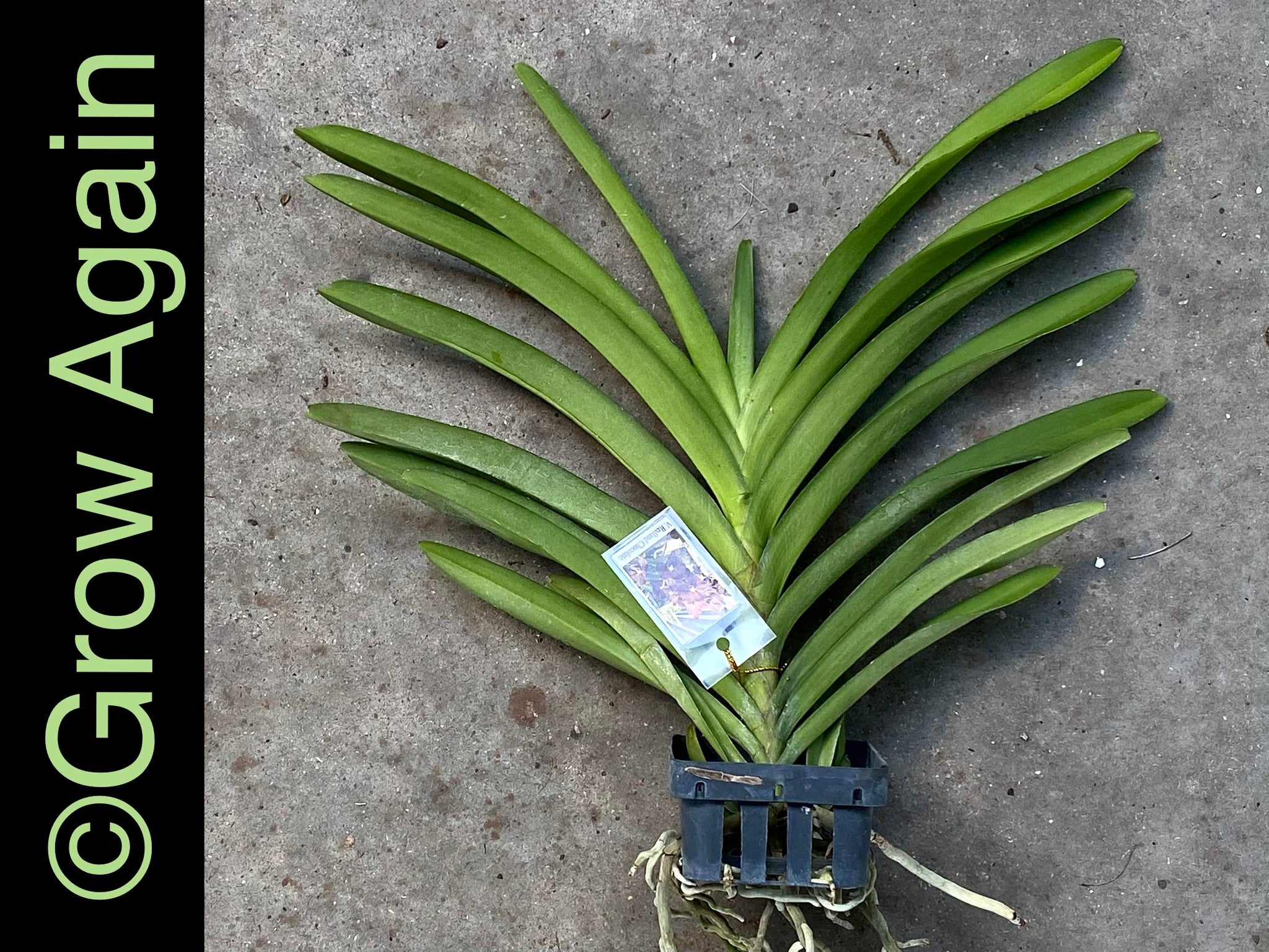 chocolate orchid plant V. Redland Chocolate – Grow Again Orchids