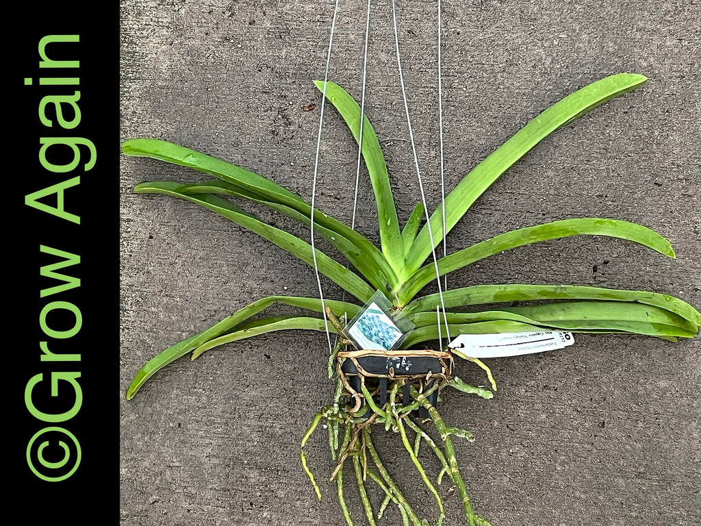 Vandachostylis Kiangchai 'Midnight Indigo'