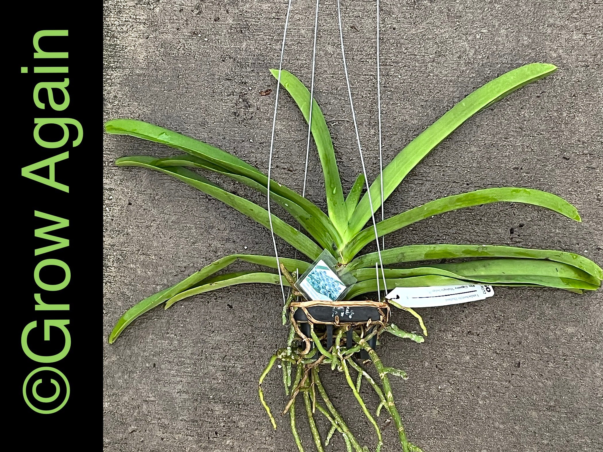 Vandachostylis Kiangchai 'Midnight Indigo'