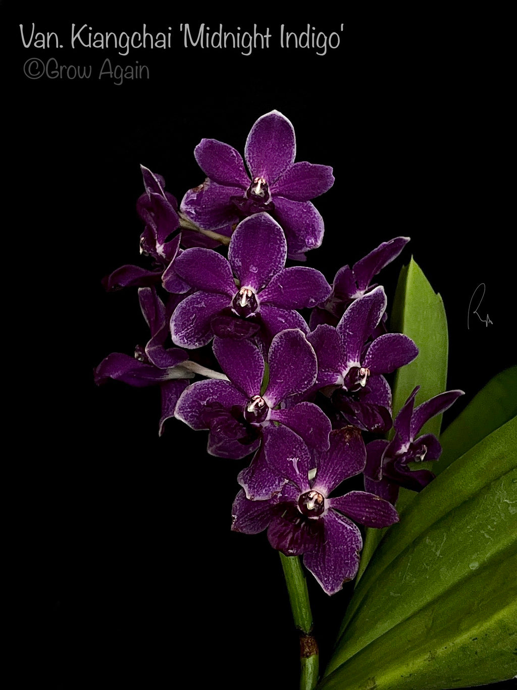 Vandachostylis Kiangchai 'Midnight Indigo'