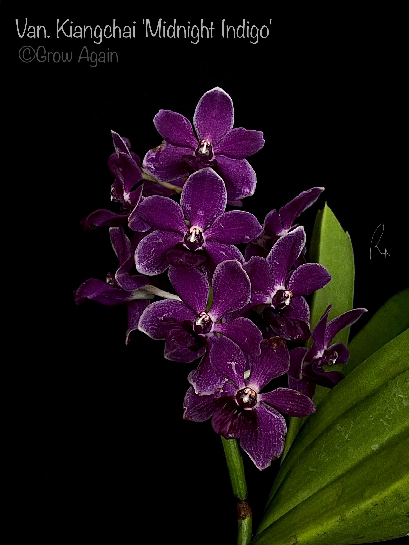 Vandachostylis Kiangchai 'Midnight Indigo'