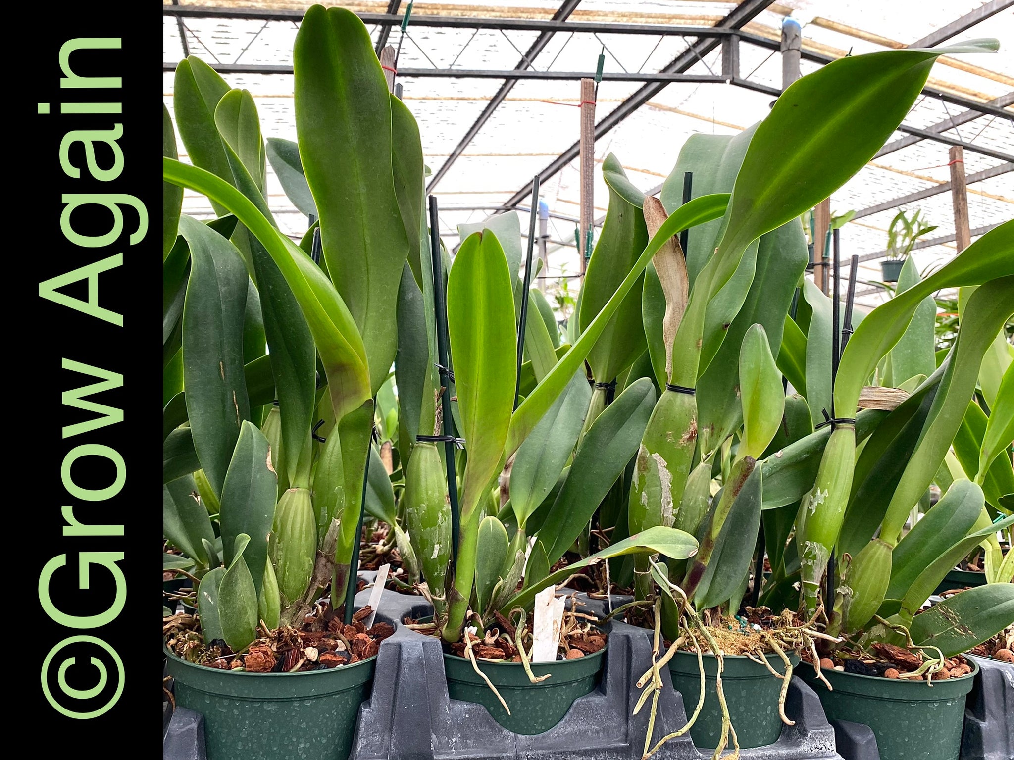 Blc. Fritz Nicholas 'Spring Dance' – Grow Again Orchids