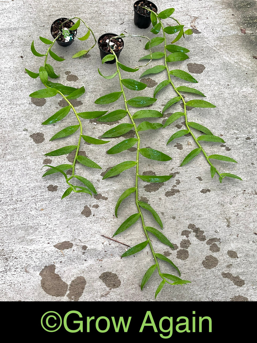 Den. Aphyllum 'Duke'