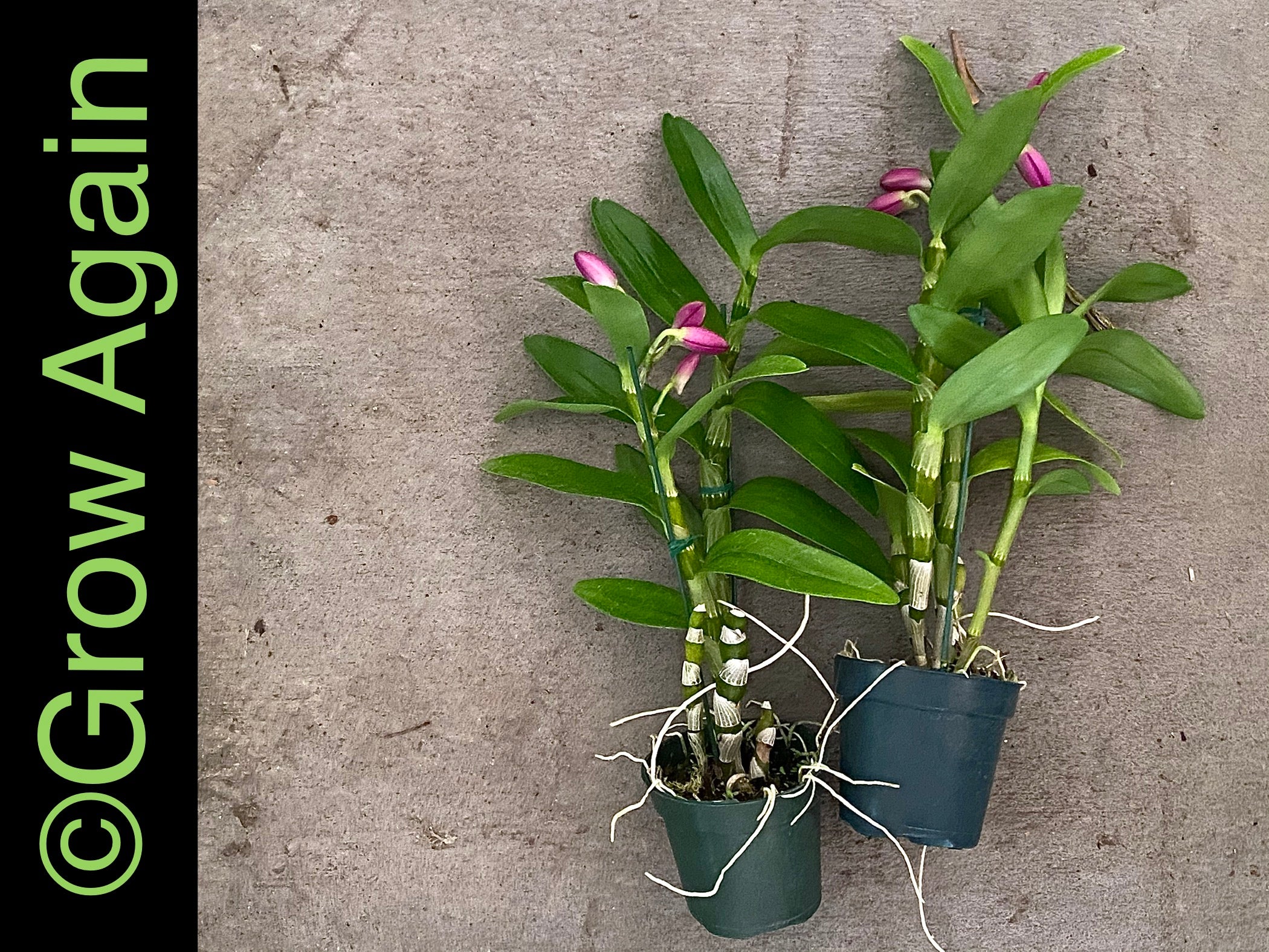 Dendrobium Nobile