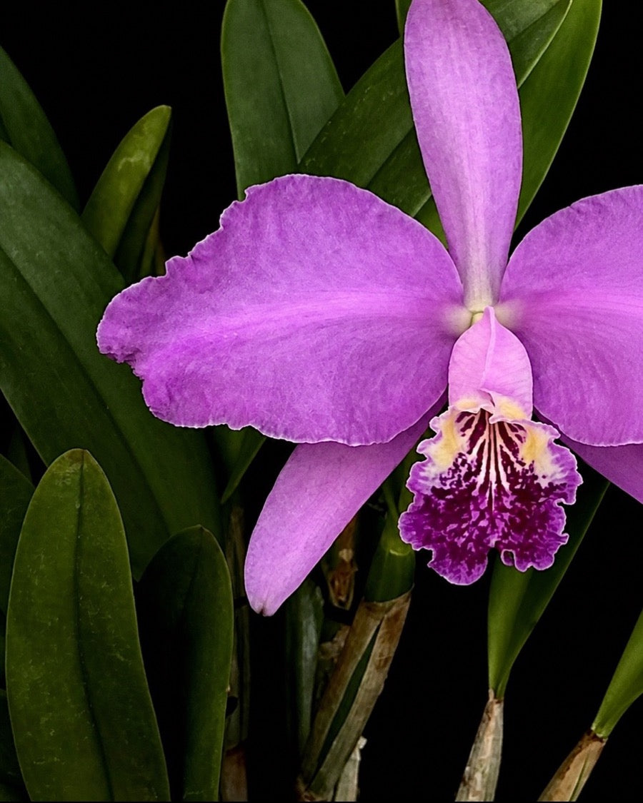 Rose-pink Cattleya lueddemanniana flower with a deep magenta lip