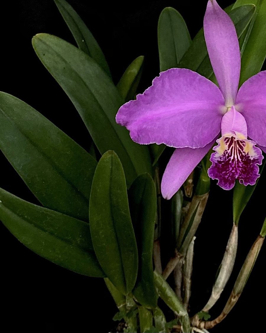 Rose-pink Cattleya lueddemanniana flower with a deep magenta lip