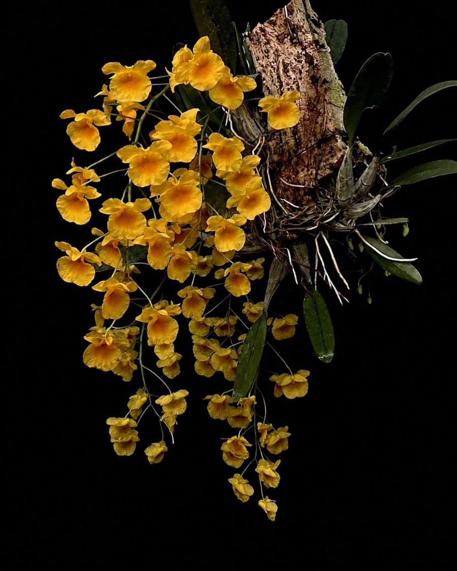 Dendrobium aggregatum growing on a wood mount and covered in golden flowers