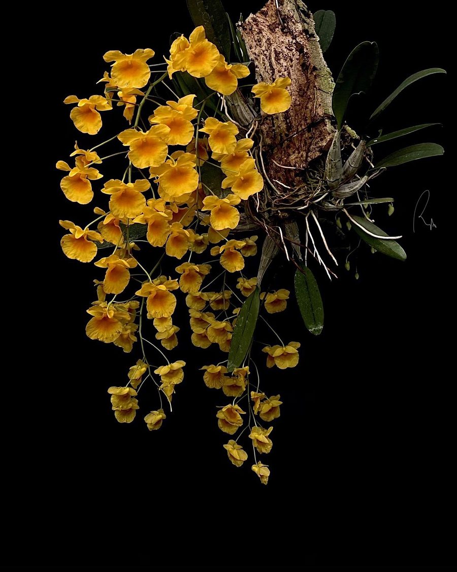 Dendrobium aggregatum growing on a wood mount and covered in golden flowers